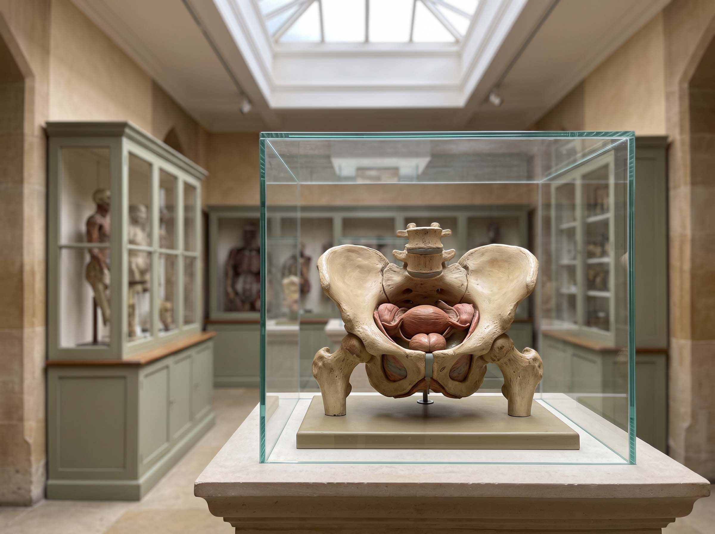 A vintage anatomical pelvis teaching model displayed under glass in a university anatomy museum