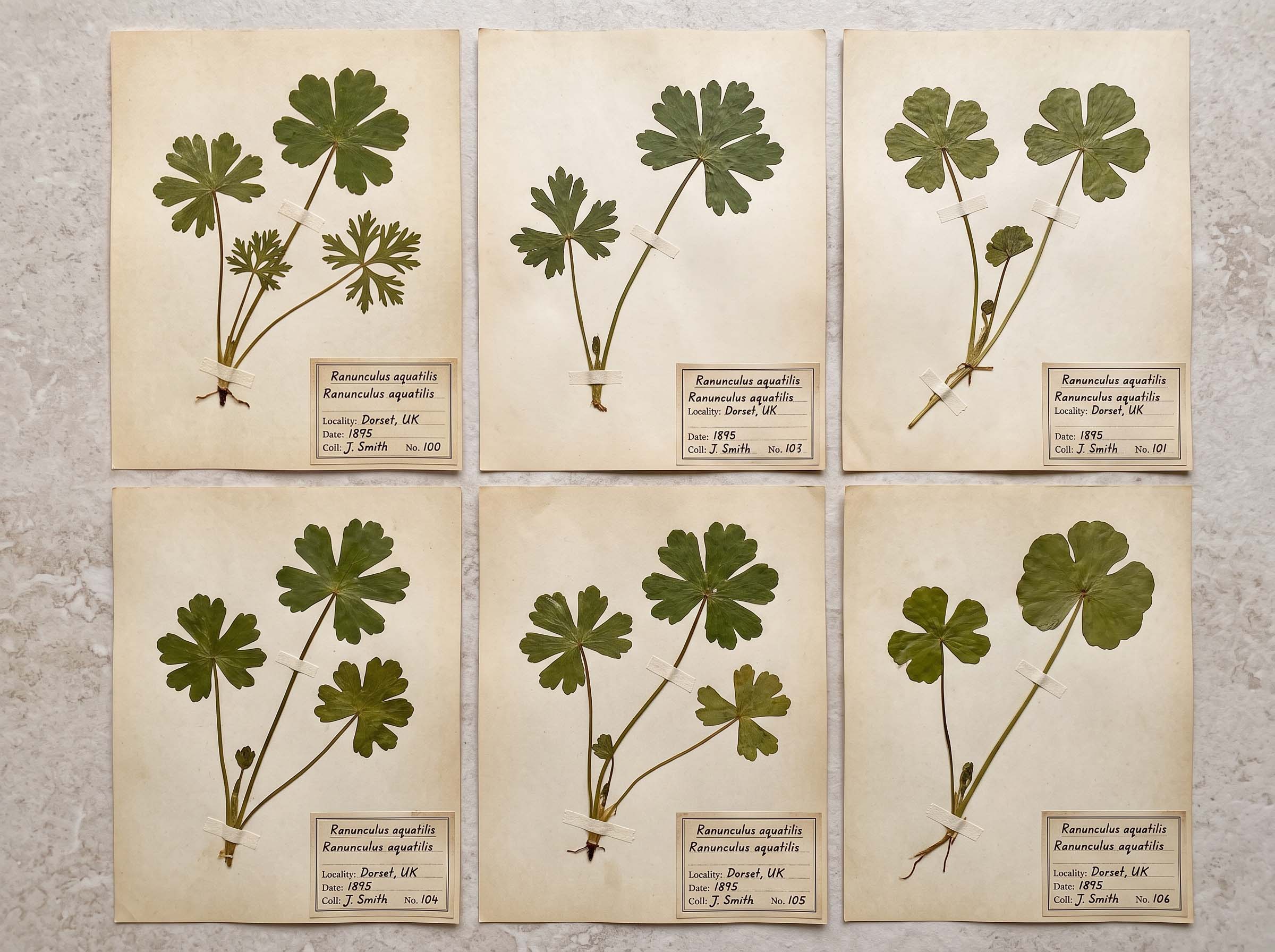 Pressed herbarium sheets showing many differently shaped leaves from a single plant species, arranged in an archive cabinet