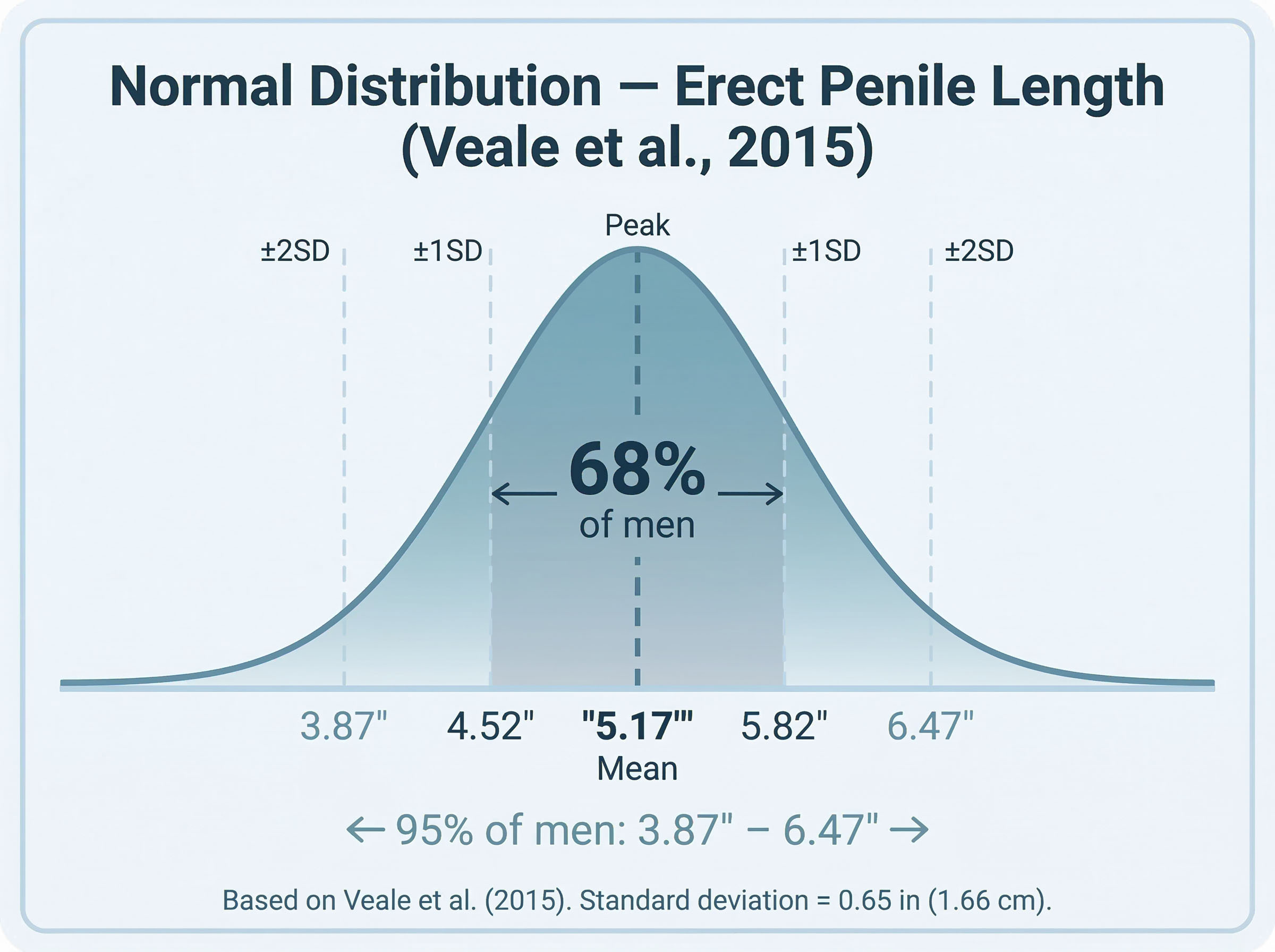 Bell Curve: Normal distribution erect penile length.