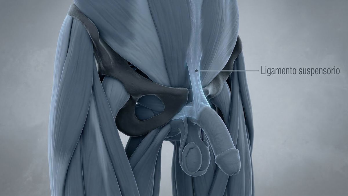 Ilustración médica 3D del ligamento suspensorio masculino y la sínfisis púbica.