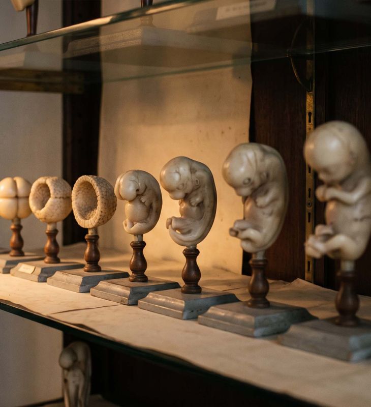 Nineteenth-century embryological teaching models arranged in sequence in a lit museum cabinet, illustrating stages of fetal development